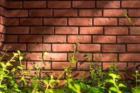 Background of the old  brick wall texture and tree shadow.