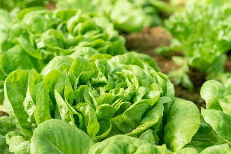 Cultivation organic vegetable "Butterhead Lettuce" in garden among natural climate.の写真素材