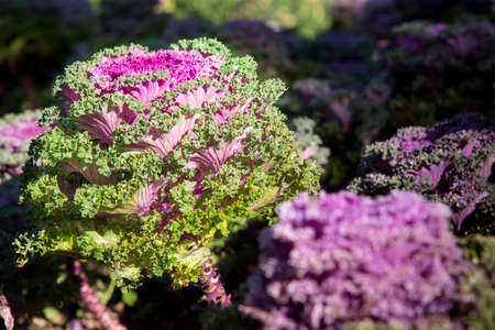 Cultivation ornamental Kale Red Coral in a garden.の写真素材
