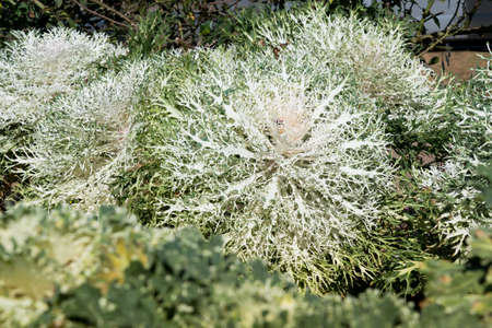 Cultivation ornamental flowering kale Ã¢ï¿½ï¿½Peacock WhiteÃ¢ï¿½ï¿½ in a garden.の写真素材