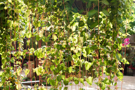 Beautiful tree curtain from nature in the park.の写真素材