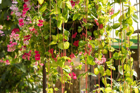 Beautiful tree curtain from nature in the park.の写真素材