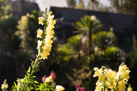 Flower garden background at Chiang Mai, Thailand.の写真素材
