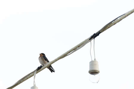 Lonely bird sitting on electric wire, Isolated on white backgroundの写真素材