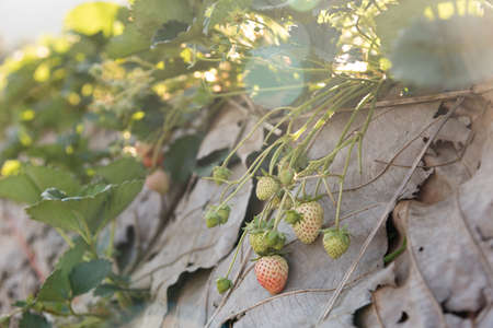 The growth of organic strawberries in the garden.の写真素材