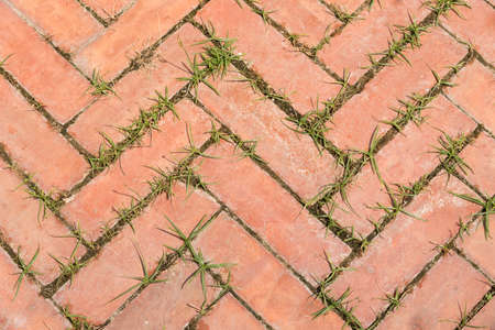 Pattern or texture of pavement in the park.の写真素材