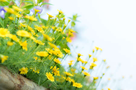Blurred flowers and soft focus for background or nature background.の写真素材