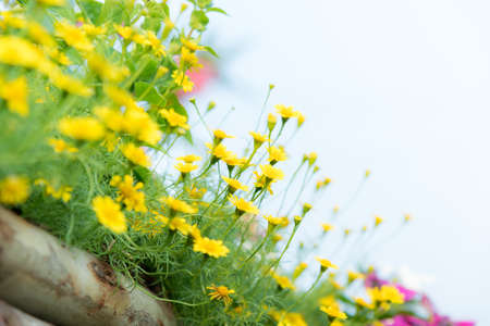 Blurred flowers and soft focus for background or nature background.の写真素材