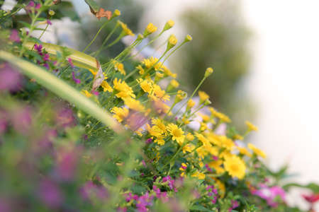 Blurred flowers and soft focus for background or nature background.の写真素材
