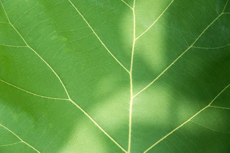 Green leaf with veins background texture or pattern.の写真素材