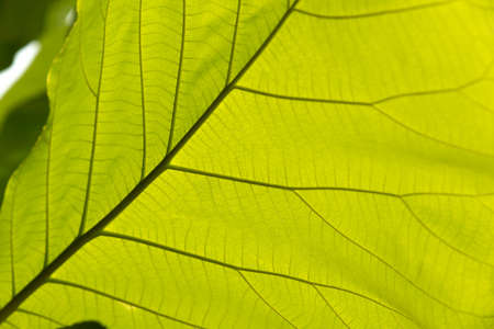 Green leaf with veins background texture or pattern.の写真素材