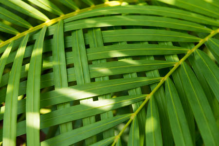 Palm leaves texture with shadow, Nature background.