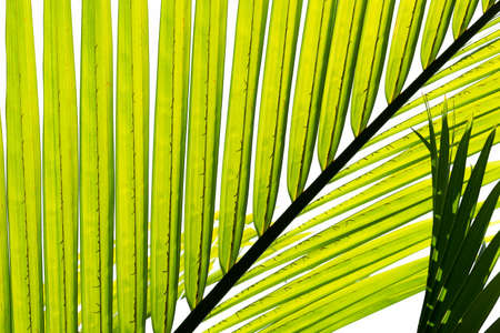 Green leaves of palm tree isolated on white background.