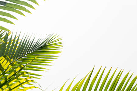 Green leaves of palm tree isolated on white background.の写真素材