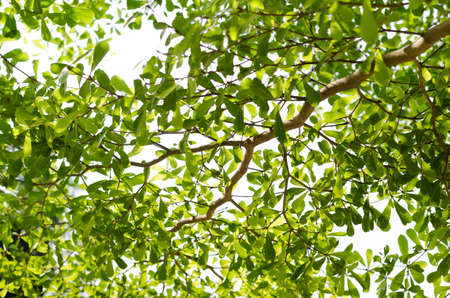 Green leaf isolated on white background,の写真素材