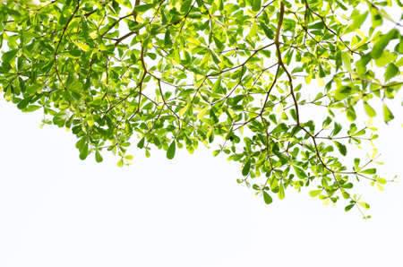 Green leaf isolated on white background,