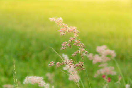 Soft focus of grass flowers beside the way in the morning on the sunrise.の写真素材