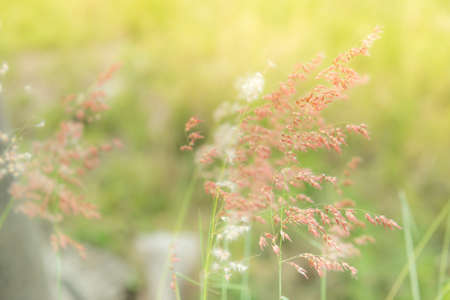 Soft focus of grass flowers beside the way in the morning on the sunrise.の写真素材