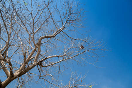 Tree branches without leaf in spring against blue sky background.