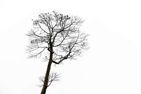 Group of birds on tree branches isolated on the white background.の写真素材