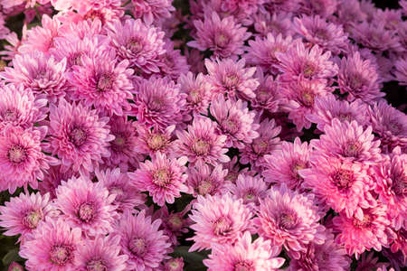 Beautiful purple Mums or Chrysanthemums for flower background.