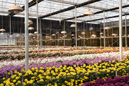 Cultivation of Mums or Chrysanthemums flowers in a greenhouse, Thailand.の写真素材