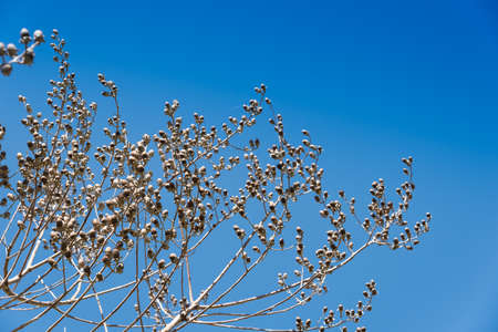 Beautiful dried flowers on tree branches against blue sky background.