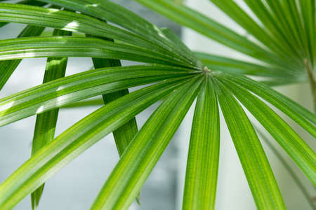 Palm leaves texture with shadow, Nature background.の写真素材