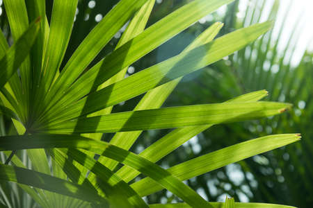 Palm leaves texture with shadow, Nature background.の写真素材