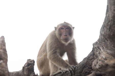 Young monkey shows panic sitting on the tree. Isolated on white background.の写真素材