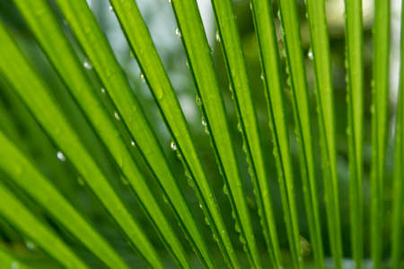 Palm leaves texture with raindrops, Nature background.の写真素材