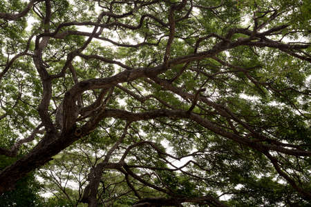 Up view of the branches of big tree with green leaf.の写真素材