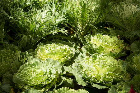 Decorative garden cabbage with mild sunlight in the morning.