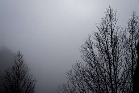 Trees in the fog among the forest in winter.