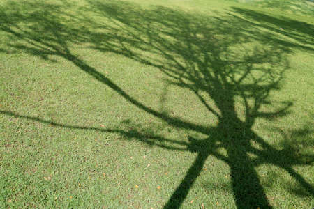 Tree shadow on green grass in the public park.の写真素材