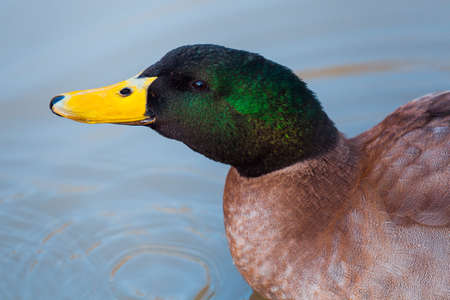 Male mallard swimming in lake