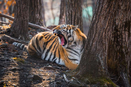 Amur tiger lying near the tree in zooの写真素材