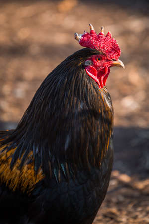 Beautiful rooster with red comb in farmの写真素材