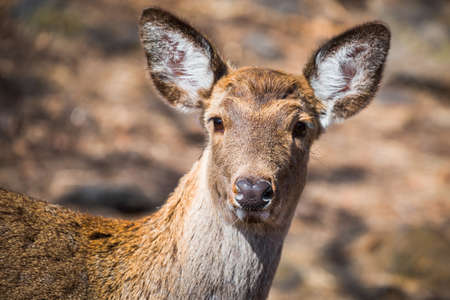Hornless Reindeer looking into the distance at zooの写真素材