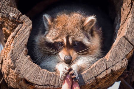 The head of a cute sleeping raccoonの写真素材