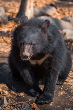 Asiatic black bear sittng on the tree in zooの写真素材