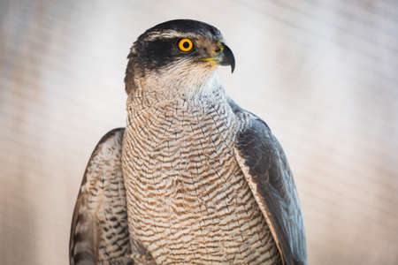 Brown hawk looking into the distance in zooの写真素材