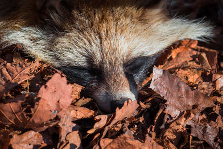 Portrait of raccoon