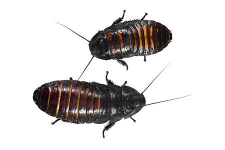 Madagascar hissin Cockroaches isolated on the white background