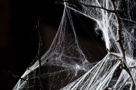 Abstract Spiderweb on branch on black backgroundの写真素材