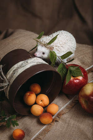 Little african hedgehogの写真素材