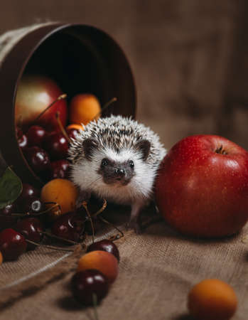 Little african hedgehogの写真素材