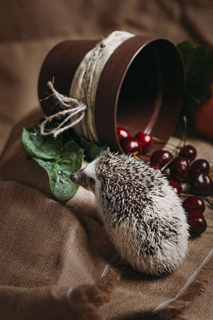 Little african hedgehogの写真素材