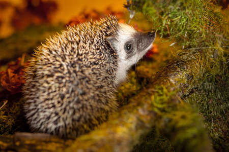 Small african pygmy hedgehogの写真素材