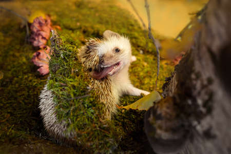 Small african pygmy hedgehogの写真素材